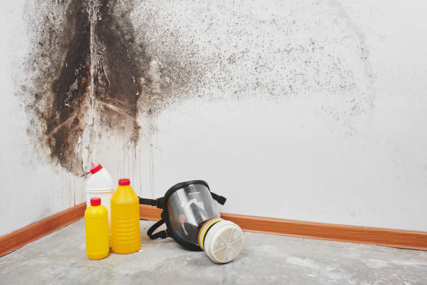 Best Local Mold Removal Service  in Salmon Creek, WA
