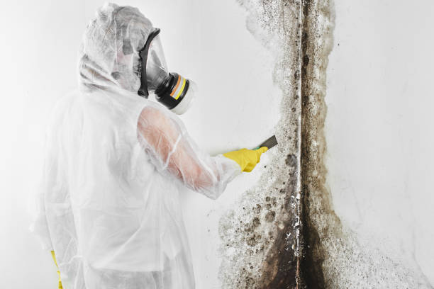Best Residential Mold Removal  in Salmon Creek, WA
