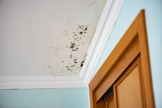 Best Office Mold Removal Services  in Salmon Creek, WA