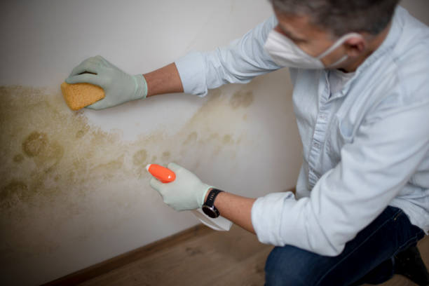 Best Mold Remediation  in Salmon Creek, WA