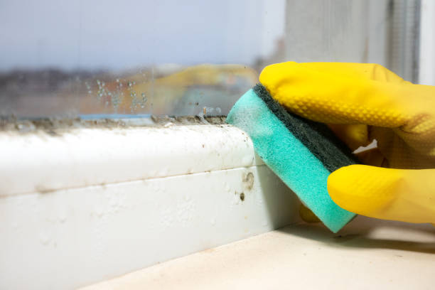 Best Emergency Mold Removal  in Salmon Creek, WA