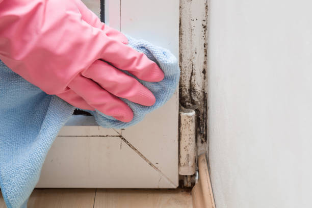 Best Mold Testing  in Salmon Creek, WA